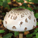 Parasol mushroom