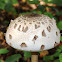 Parasol mushroom