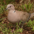 Eurasian Collared Dove