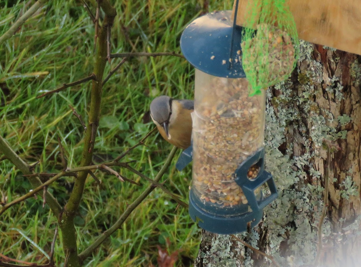 Eurasian Nuthatch