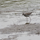 Solitary Sandpiper