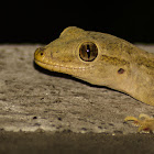 Common house gecko