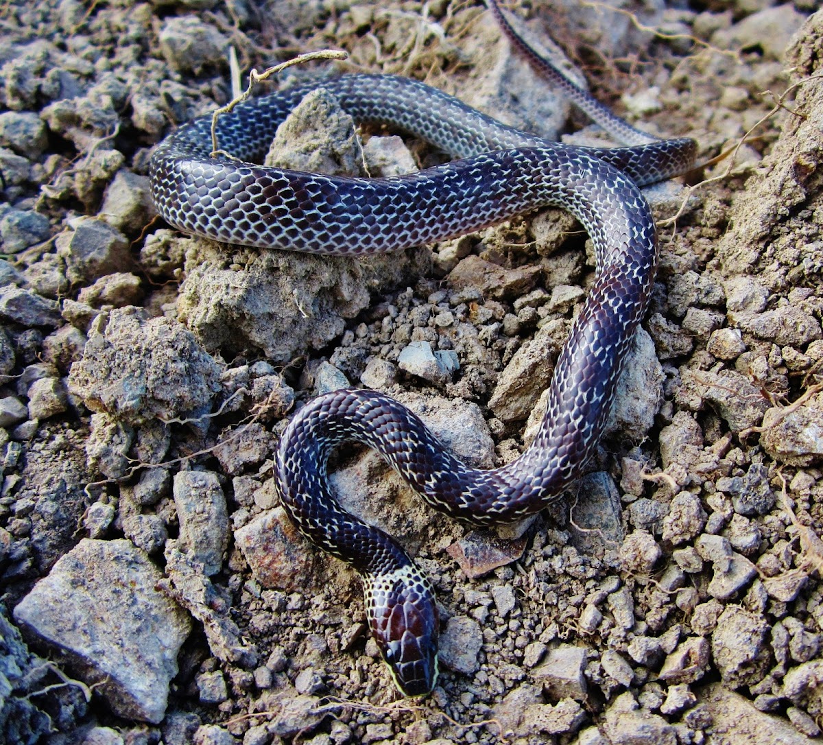 common wolf snake