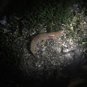 Three-Stripe Garden Slug