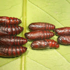 Xanthopastis timais pupae