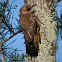 Southern yellow-shafted flicker