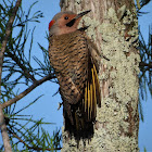 Southern yellow-shafted flicker