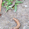 Millipede