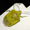 Southern green stink bug