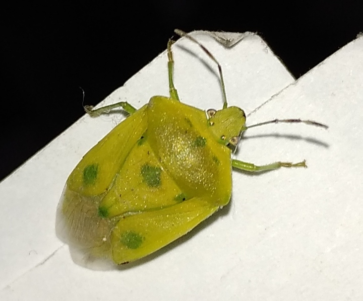 Southern green stink bug