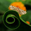 Picture-Winged Leaf Moth