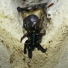 Trapdoor spider