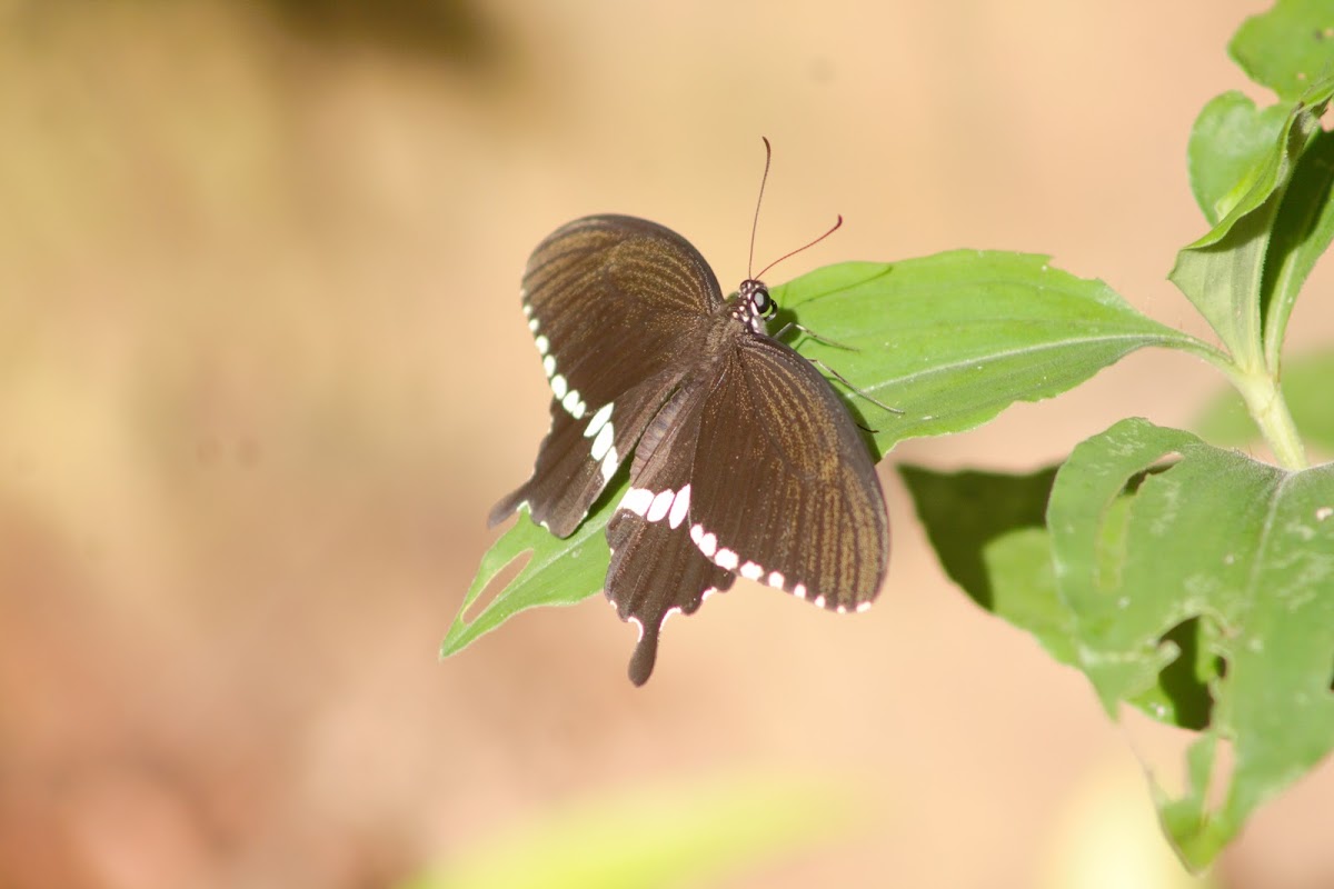 Common Mormon