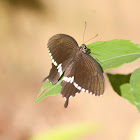 Common Mormon