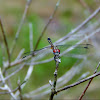 Blue dasher