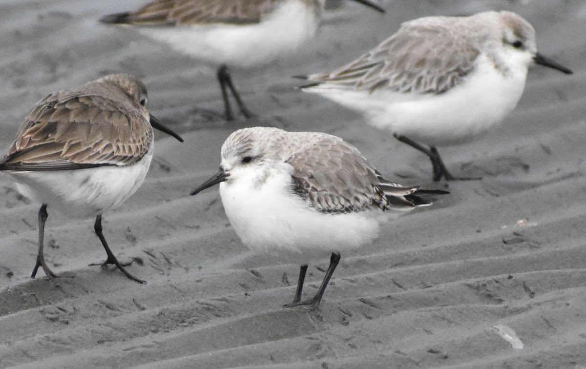 Sanderling