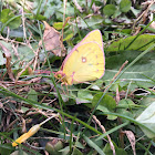 Orange Sulfur Butterfly