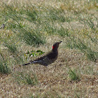 Northern Flicker