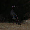 Wild Turkey