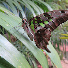 Tailed Jay Butterfly