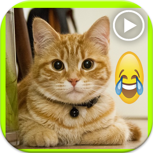 فيديو مضحك الحيوانات القطط For Android Apk Download