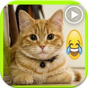 فيديوهات قطط مضحكة ‎  Icon