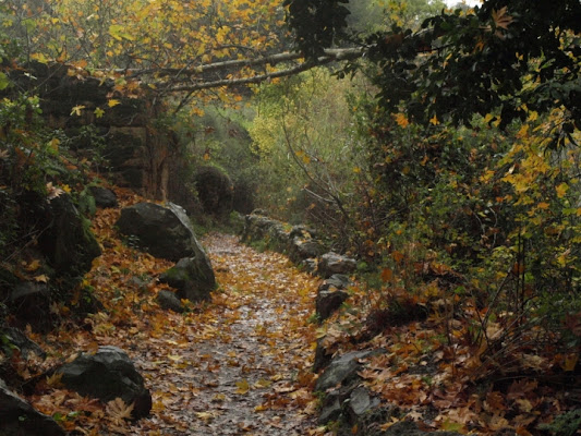 Sentiero autunnale di simply