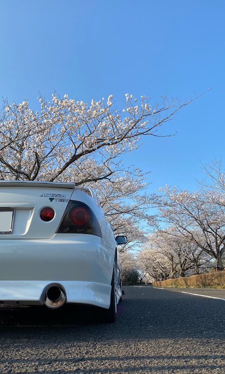 アルテッツァの桜と愛車・桜・桜とコラボ・桜まみれ・観音池公園に関するカスタム事例の投稿画像3枚目