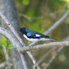 Black-throated Blue Warbler