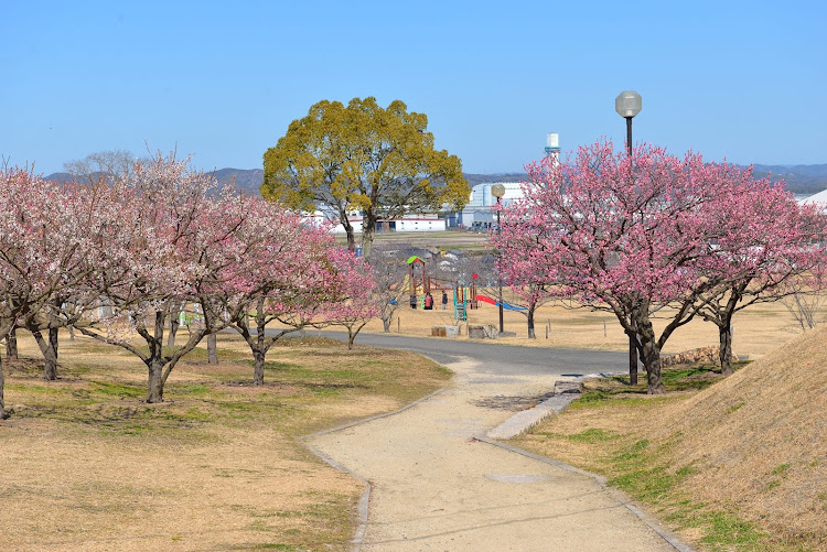 ルークス ハイウェイスター ターボの岡山・神崎梅園・児島湖花回廊・梅・河津桜に関するカスタム事例の投稿画像4枚目