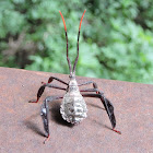 Leaf-footed Bug (nymph)