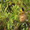 Black-hooded Oriole