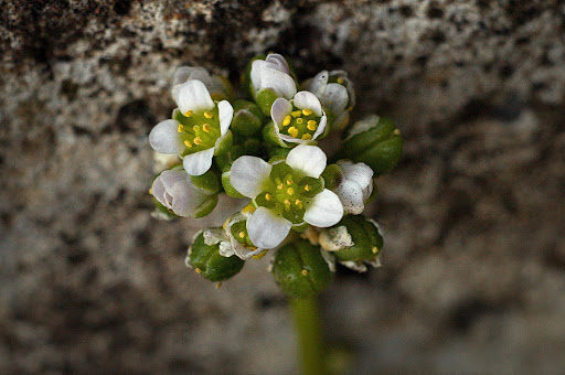 Cochlearia danica