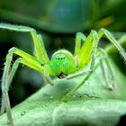 Green Huntsman spider