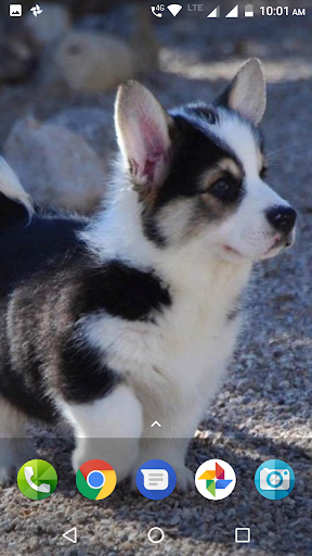 Cute Puppies Wallpaper