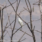 Little Egret; Garceta Común