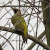 European green woodpecker