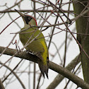 European green woodpecker