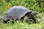 A giant tortoise in the Galapagos. It's the largest living species of tortoise.