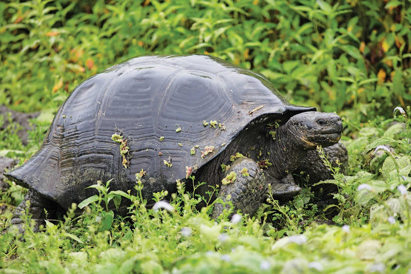 A giant tortoise in the Galapagos. It's the largest living species of tortoise.