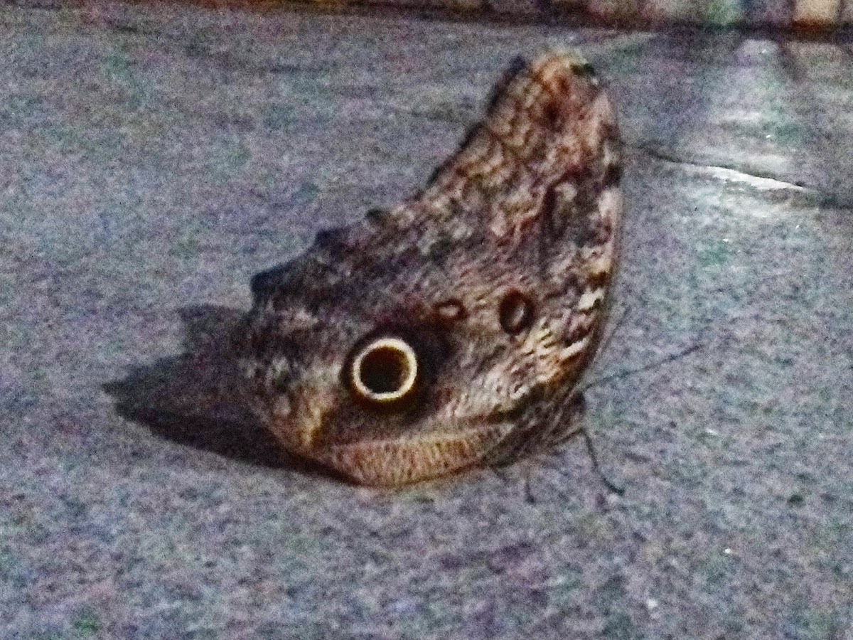 Owl Moth