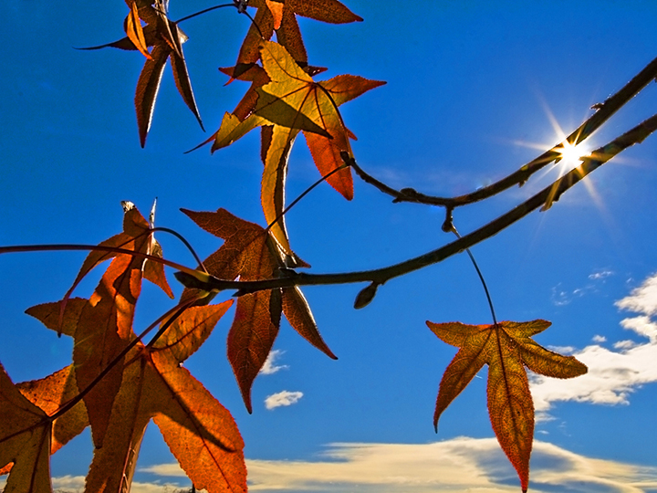 Foglie d'Autunno (1) di batz