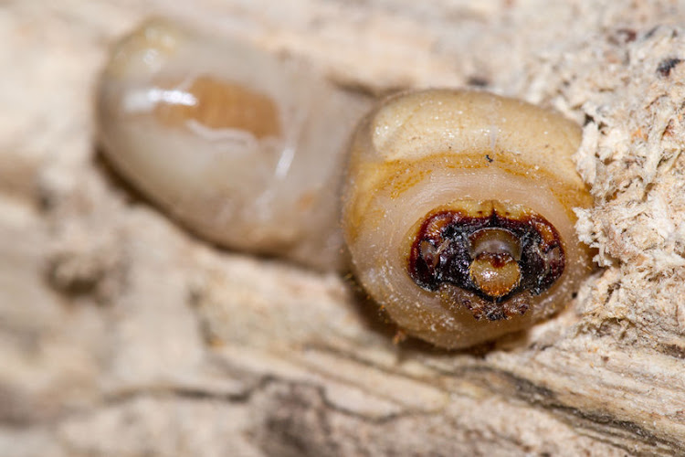 File photo of a wood borer larvae.