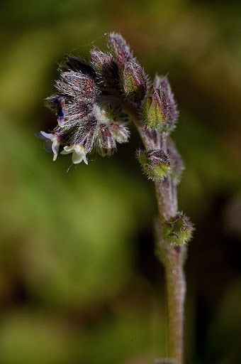 Myosotis discolor dubia