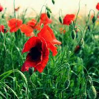 Poppies di 