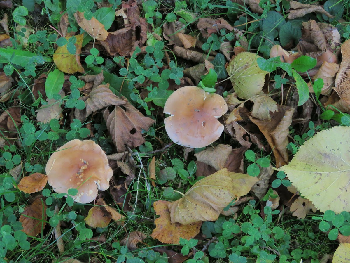 Russula sp