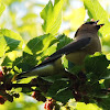 Cedar waxwing