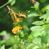 Eastern Giant Swallowtail