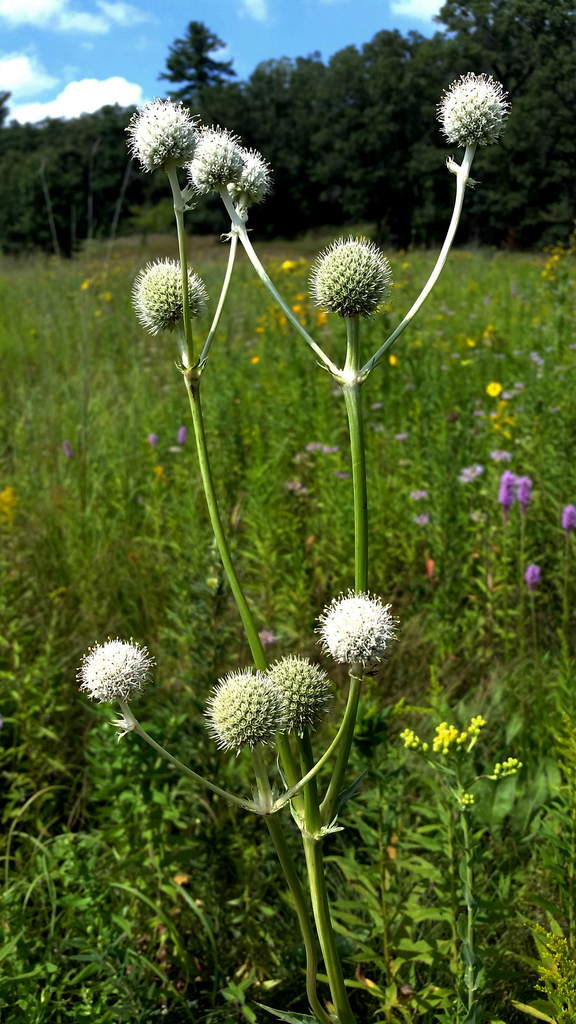 Rattlesnake Master