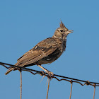 Cogujada común (Crested lark)